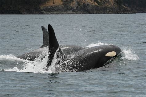 Southern Resident Killer Whales Last Seen In Poor Health Now Missing