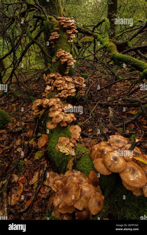 Honey Fungus Armillaria Borealis Growing On Rotting Beech Trees