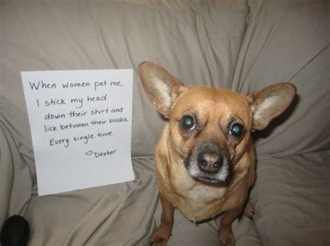 17 Chihuahuas Prove That When It Comes To Shame Size Doesnt Matter