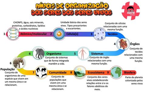 Níveis de organização dos seres vivos Mapas mentais Biologia Mapa