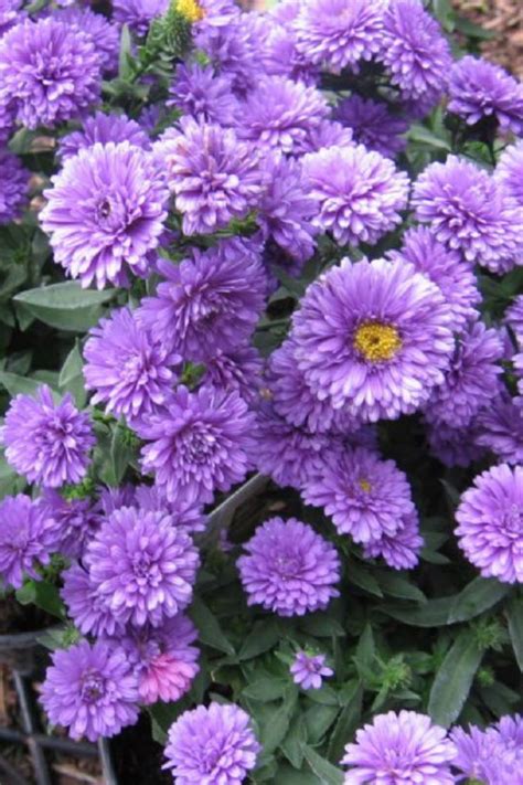Henry™ I Purple Fall Aster Plant Purple Flowering Plants Plants