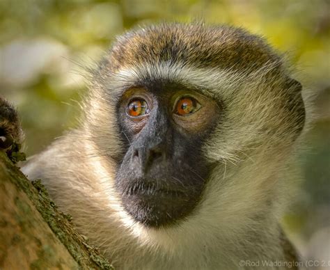 Vervet Monkey