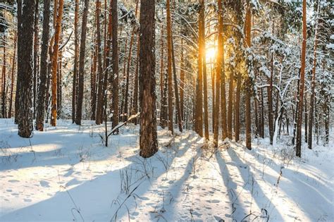 Premium Photo A Delightful Landscape Of A Pine Forest In Winter The