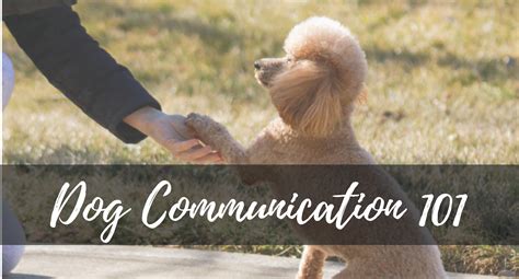 Dog Communication 101 What Does It Mean When