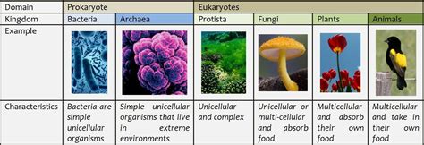 6 Kingdoms Of Life Hwt Hwt Prokaryotes Life Animals Matter