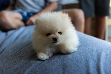 25 Best Small Dog Breeds In The World Best Small Dogs Tiny Dog