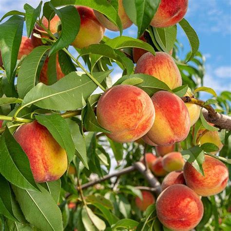 It produces gold round fruit (technically 'drupes') with a scarlet blush and yellow flesh which are usually ready for picking in mid summer. Reliance Peach Trees for Sale - FastGrowingTrees.com