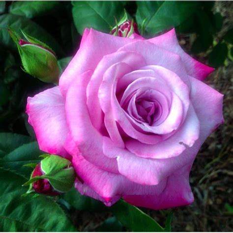 Fragrant Plum Hybrid Tea Rose Bush Bareroot