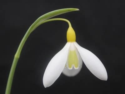She served during the second world war. Galanthus plicatus 'Wendy's Gold' - Snowdrops - Plants
