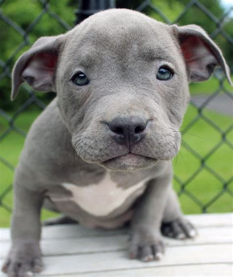 Pin On Blue Nose Pitbull Puppies