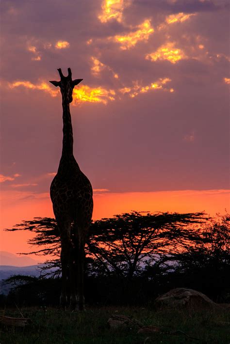 Tanzania Serengeti Giraffe At Sunset Null Serengeti Animal