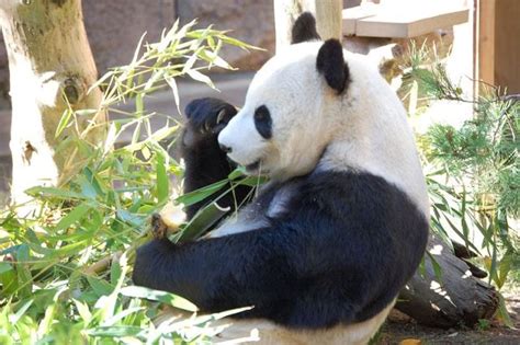 Baby Panda Dies At National Zoo Dbtechno