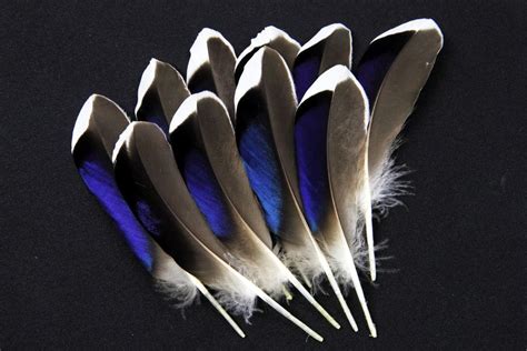 Stunning Natural Mallard Duck Feathers Feather Mallard Duck Feather Wings