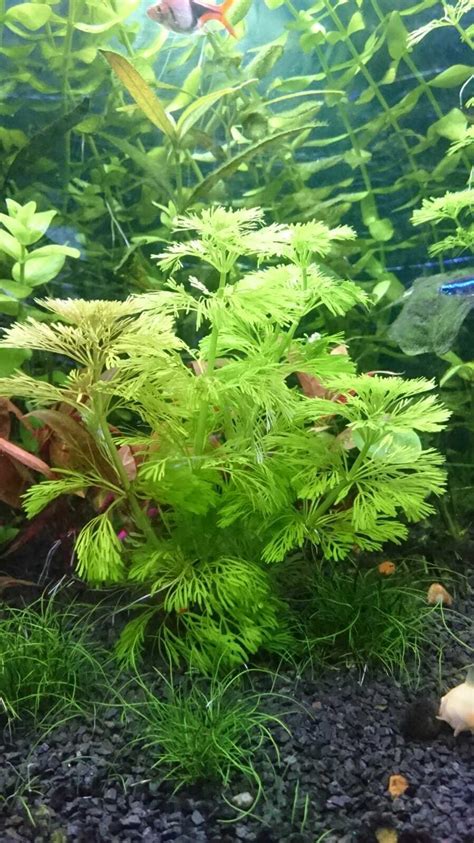 5 X Limnophila Sessiliflora Cuttings Live Aquarium Aquatic Plants