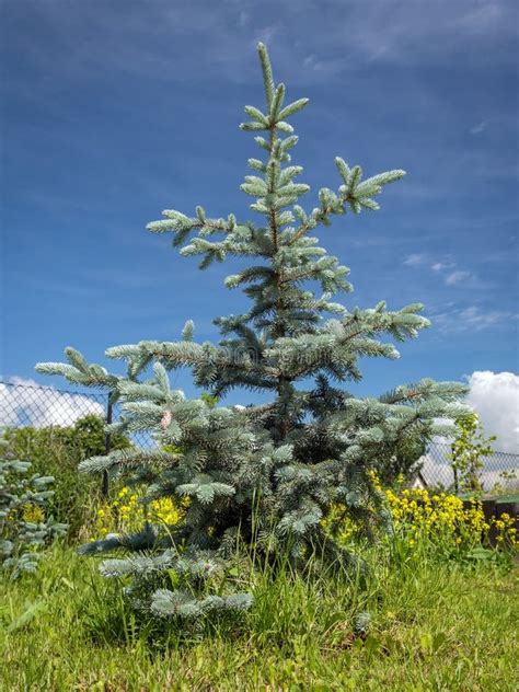 Hoopsii Blue Spruce Stock Image Image Of Young Outdoor 55826397
