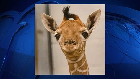 Fort Worth Zoo Reveals New Giraffe Calf Is A Boy Nbc 5 Dallas Fort Worth