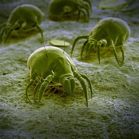 What Do Dust Mites Look Like Discount Outlet Save 66 Jlcatjgobmx