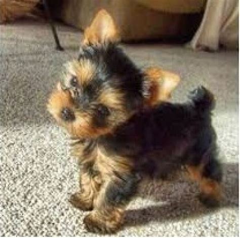 Cute Outstanding Teacup Yorkie Puppies Ready Text302 417 2650 Dogs