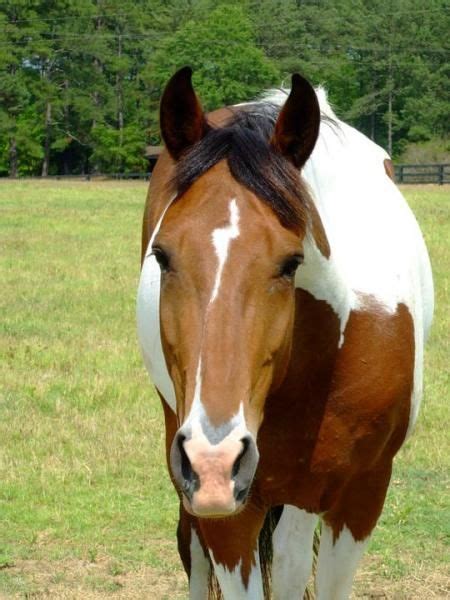 Horse With Lightning Bolt Blaze Chestnut Horse American Paint Horse