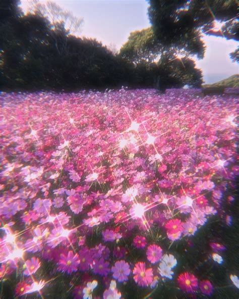 Flower Field Wallpaper Flower Aesthetic Glitter Photography