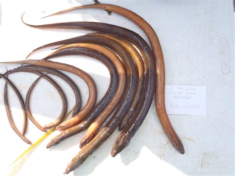 Asian Swamp Eel Monopterus Sp Us Geological Survey