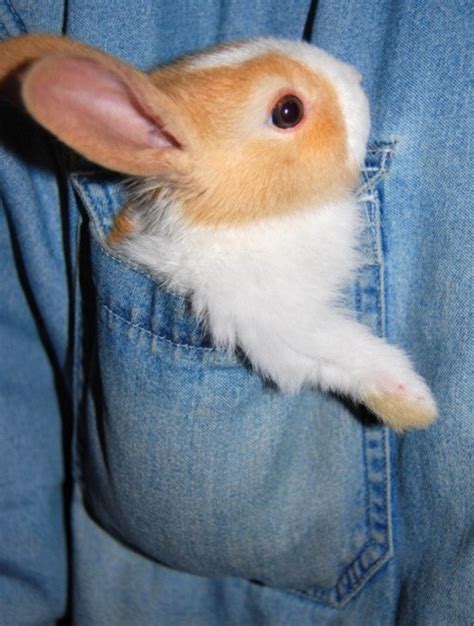 Pocket Bunny Teh Cute