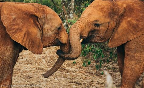 Trunk Hugs Elephant Love Sheldrick Wildlife Trust African Animals