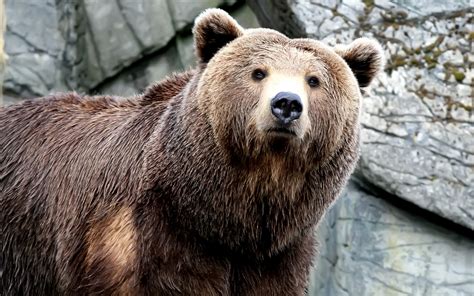 Brown Bear Wallpaper 620x387 84580