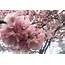 Spring Time Festival Features 40000 Cherry Blossom Trees In Metro 