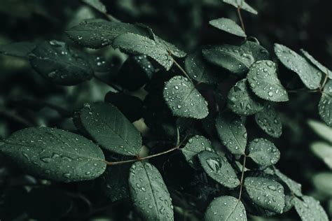 Close Up Photo Of Wet Leaves · Free Stock Photo