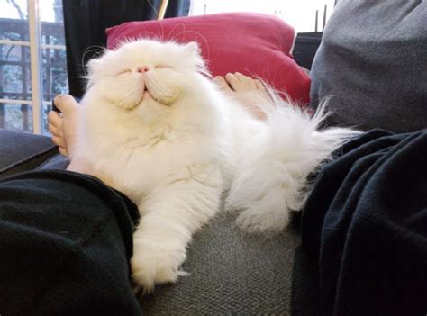 20 Fluffy Cats Around The World Who You Would Love To Cuddle