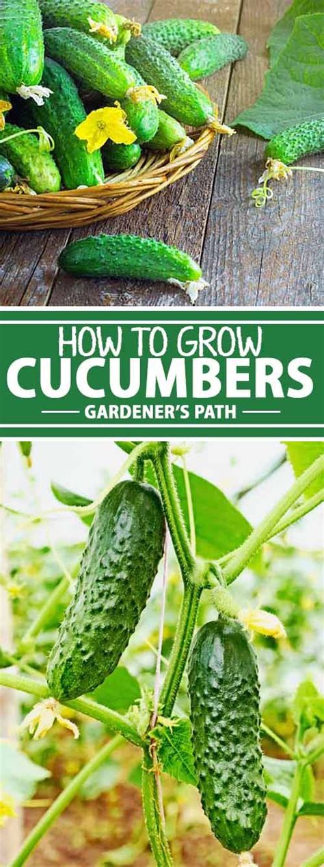 How To Plant And Grow Cucumbers Gardeners Path Growing Cucumbers