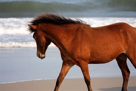 Naturefied: The Wild Horses of Assateauge