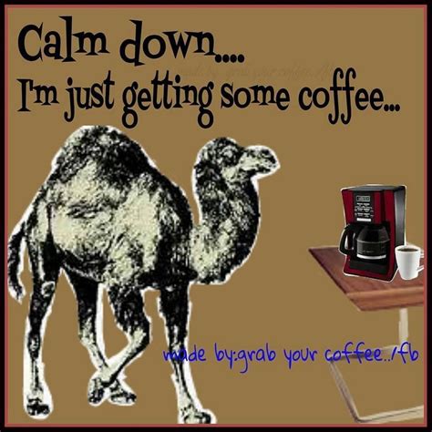 Hump Day Coffee Pics Hump Day Coffee Memes