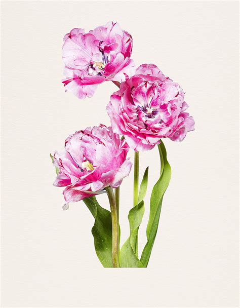 Kenji Tomas Most Beautiful Flowers British Journal Of