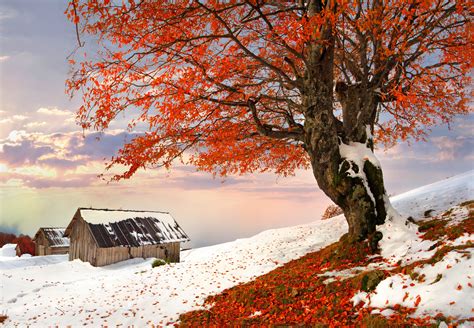 Free photo: Winter's Fall - Alone, Bspo06, Ice - Free Download - Jooinn