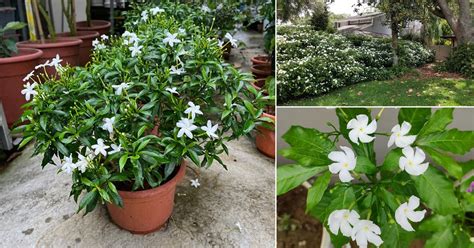 How To Grow Pinwheel Flower Crepe Jasmine Care
