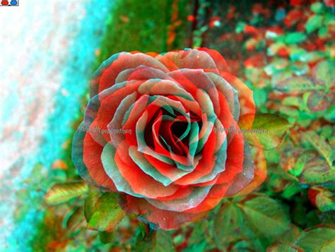 3d Anaglyph Red Cyan Glasses Nybg Roses Anaglyph 3d Phot Flickr