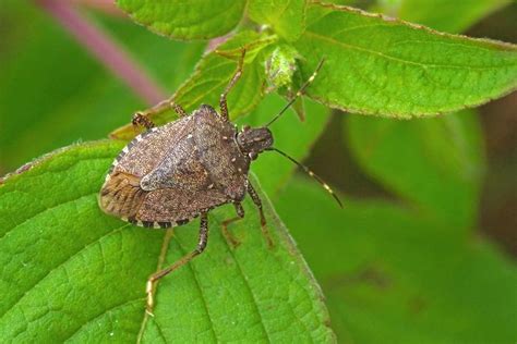 Stink Bug Invasion Hits Full Blast Heres How To Get Rid Of The Foul