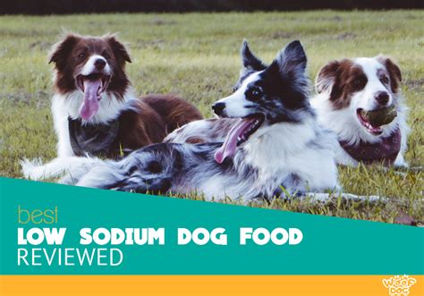 Thus, it takes care of their hearts. 5 Best Low Sodium Dog Food - Top Pick for 2020 Revealed