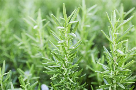 Rosemary Plants Care And Growing Guide