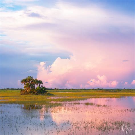 Constance Mier Photography Scenes From The Everglades