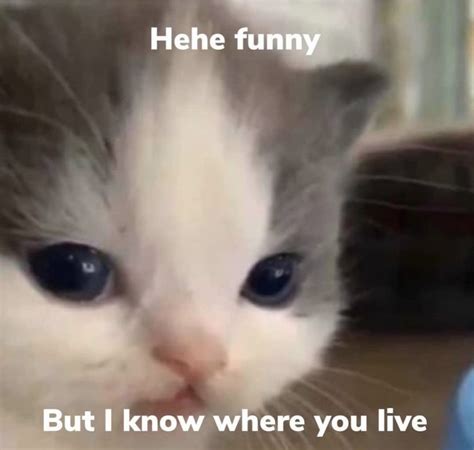Hehe Cat Funny Meme Cute Cat Cat Jokes Funny Cat Memes Cute Memes