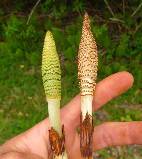 Wild Harvests How To Eat A Horsetail