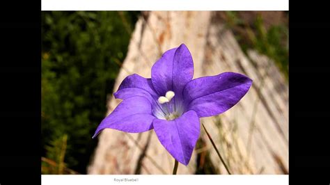 Royal Bluebell Flowers12 Youtube