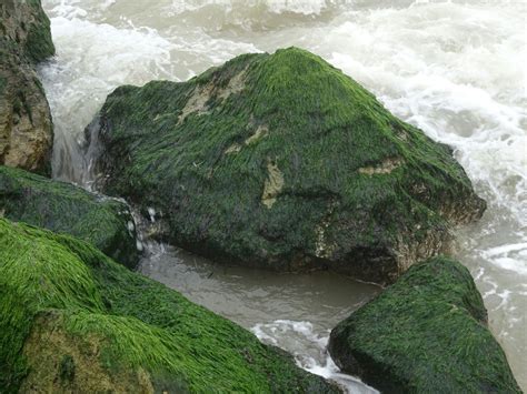 Ocean Rocks With Green Algae Free Stock Photo Public Domain Pictures