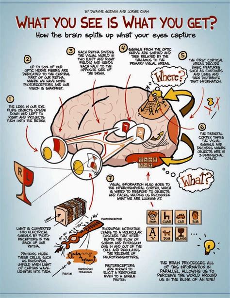 How The Brain Sees Perception Psychology Teaching Psychology