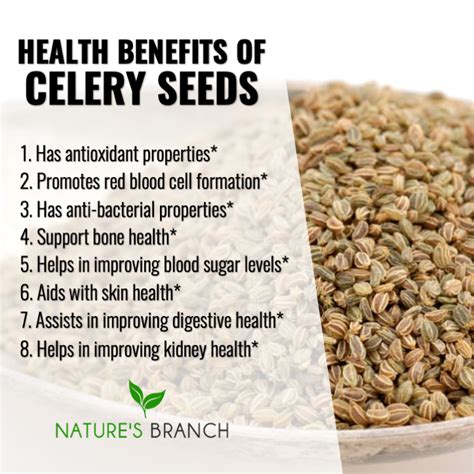 Health Benefits Of Celery Seeds Celery Benefits Health Health