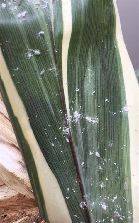 How To Get Rid Of Mealybug Kings Plant Doctor