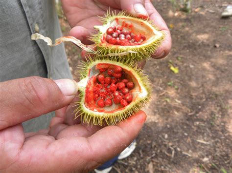 One Of The Fruits Of The Peruvian Rainforest Color Taste And
